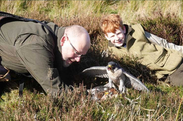 Junior member with falcon